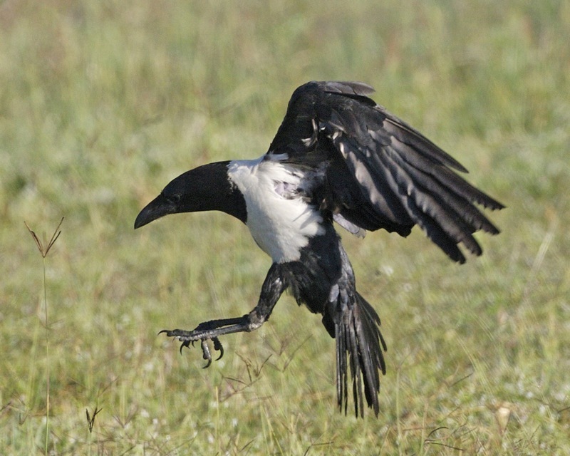 Pied Crow