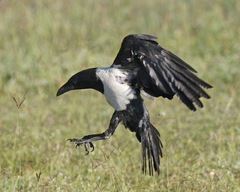 Pied Crow photo 5