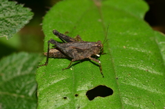 Batrachidea planus