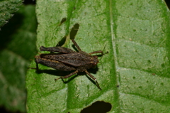 Batrachidea planus