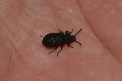 Goniadera quadrinodosa