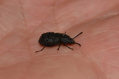 Goniadera quadrinodosa