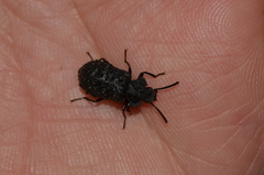 Goniadera quadrinodosa