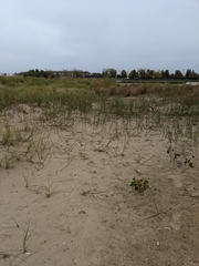 Equisetum variegatum