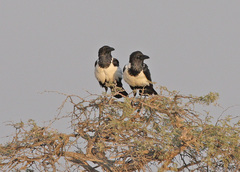 Pied Crow photo 6