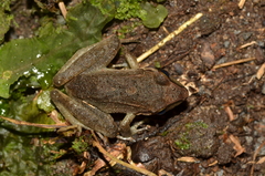 Pristimantis achatinus