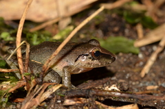 Pristimantis achatinus