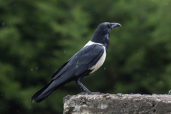 Pied Crow photo 2