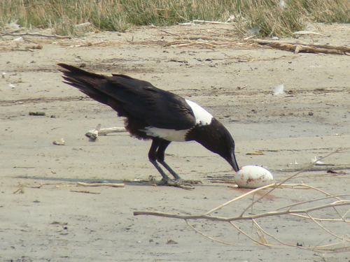 Pied Crow