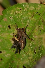 Batrachidea