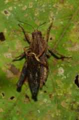 Batrachidea