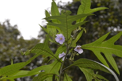 Solanum aviculare