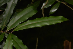 Syzygium ingens