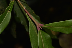 Syzygium ingens