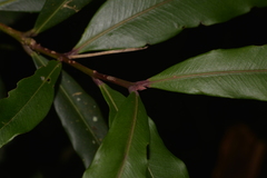 Syzygium ingens