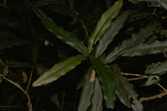 Syzygium ingens