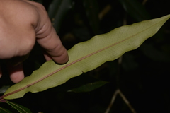 Syzygium ingens