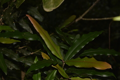 Syzygium ingens