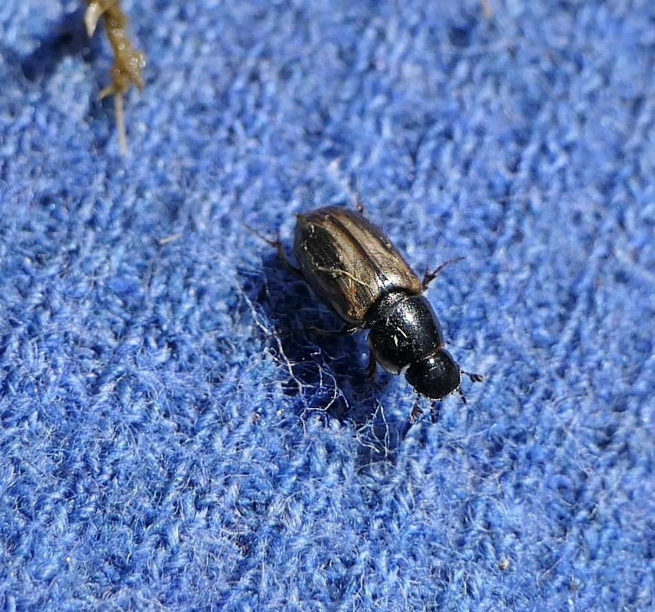 Spring small dung beetle