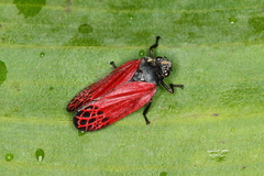 Mahanarva rubripennis