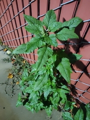Amaranthus retroflexus