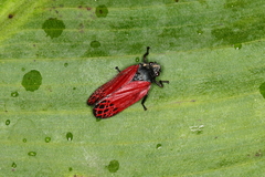 Mahanarva rubripennis