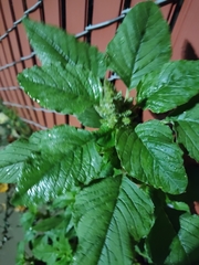 Amaranthus retroflexus