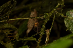 Ventrivomer ancyrophorus