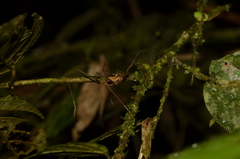 Ventrivomer ancyrophorus