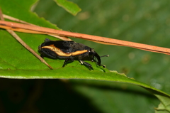 Cactophagus amoenus