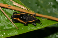Cactophagus amoenus