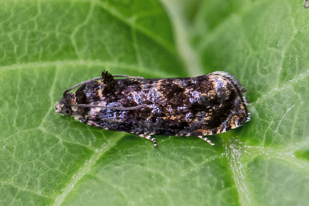 Pristerognatha agilana