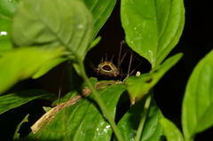 Ventrivomer ancyrophorus