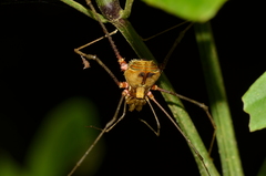 Ventrivomer ancyrophorus