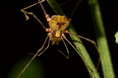 Ventrivomer ancyrophorus