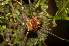 Ventrivomer ancyrophorus