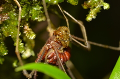 Ventrivomer ancyrophorus