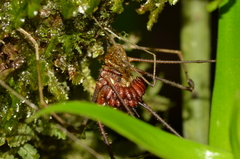 Ventrivomer ancyrophorus