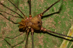 Ventrivomer ancyrophorus