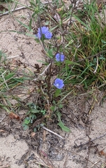 Cichorium intybus
