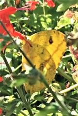 Phoebis agarithe fisheri