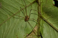 Nomoclastidae