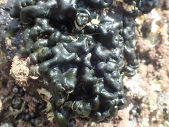 Codium convolutum