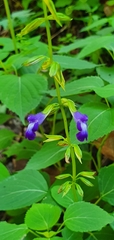 Salvia caudata