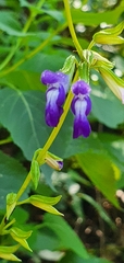Salvia caudata