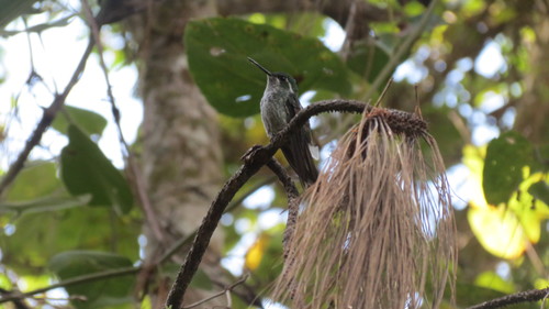 Green-breasted Mountaingem (Lampornis sybillae), photo 5