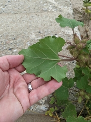 Xanthium strumarium