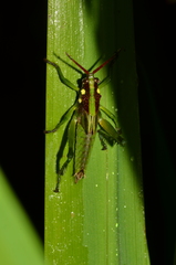 Agriacris magnifica