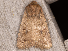 Nudorthodes variabilis