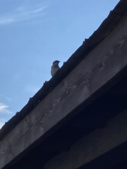 Passer domesticus